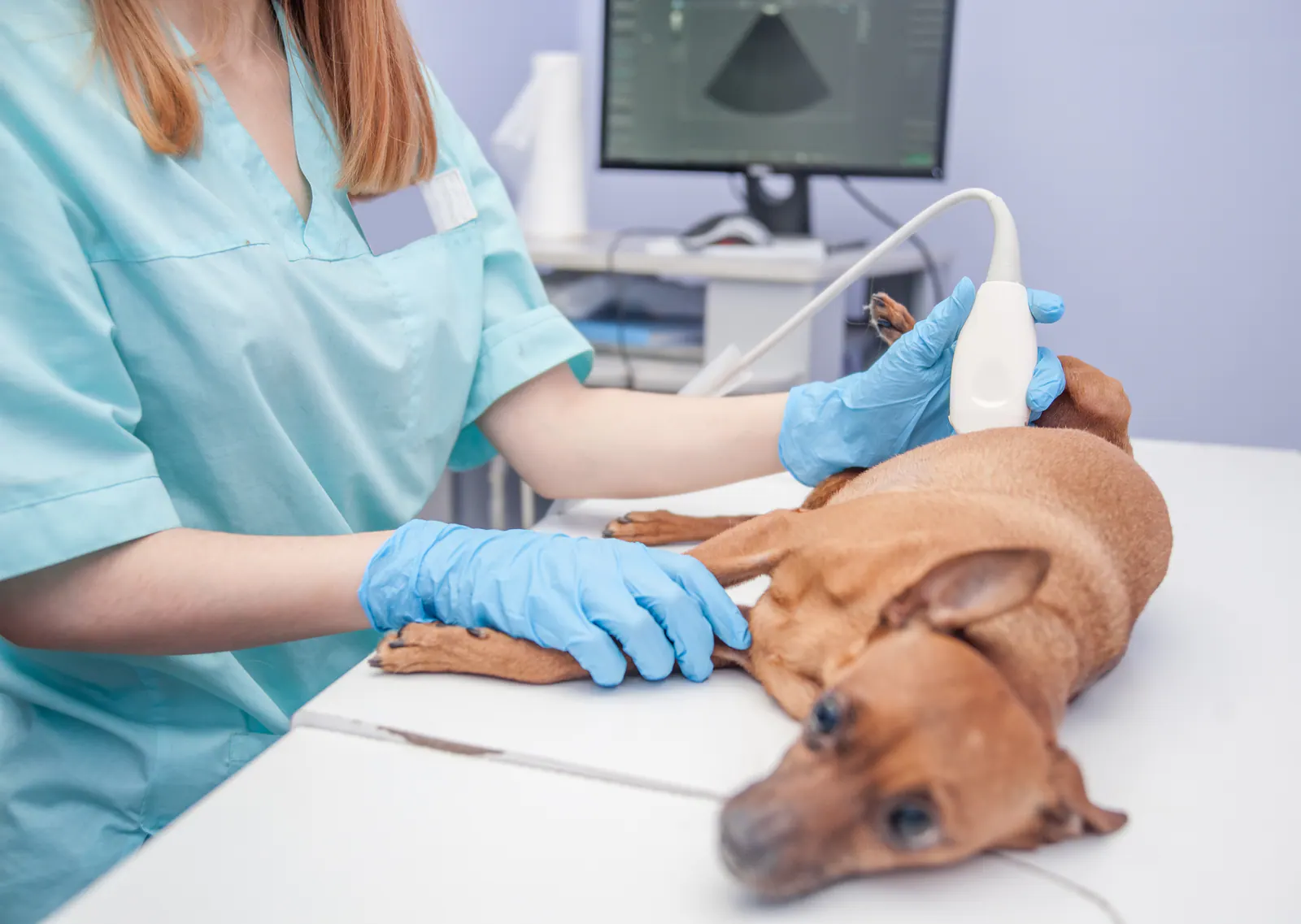 A gentle veterinary examination