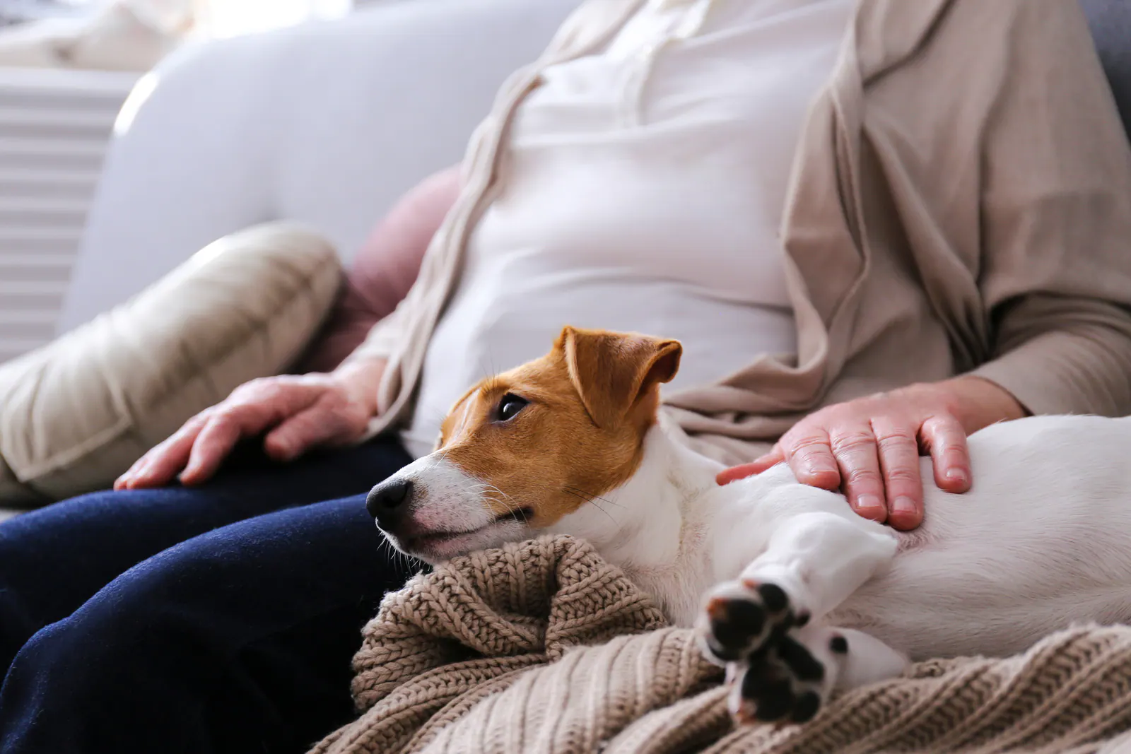 A calm dog resting safely beside its owner