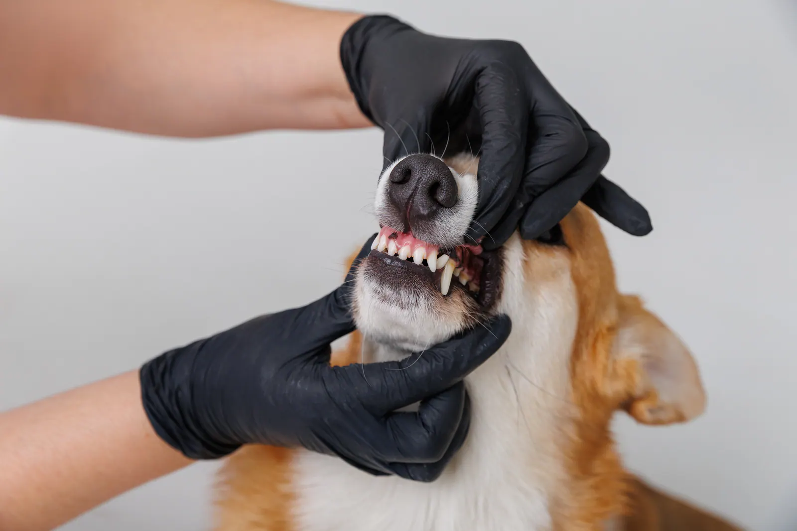Veterinary consultation
