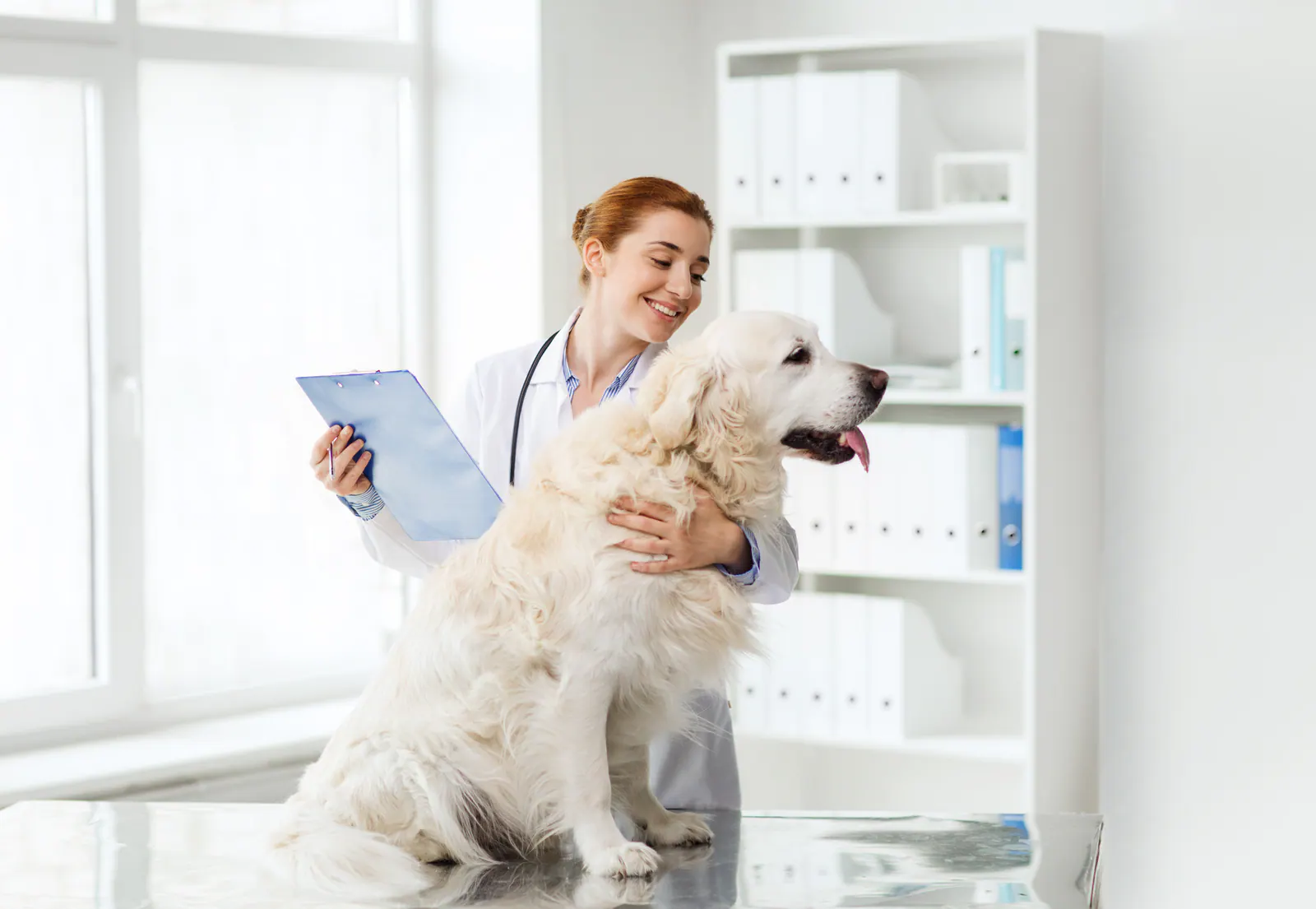 Veterinarian caring for a dog