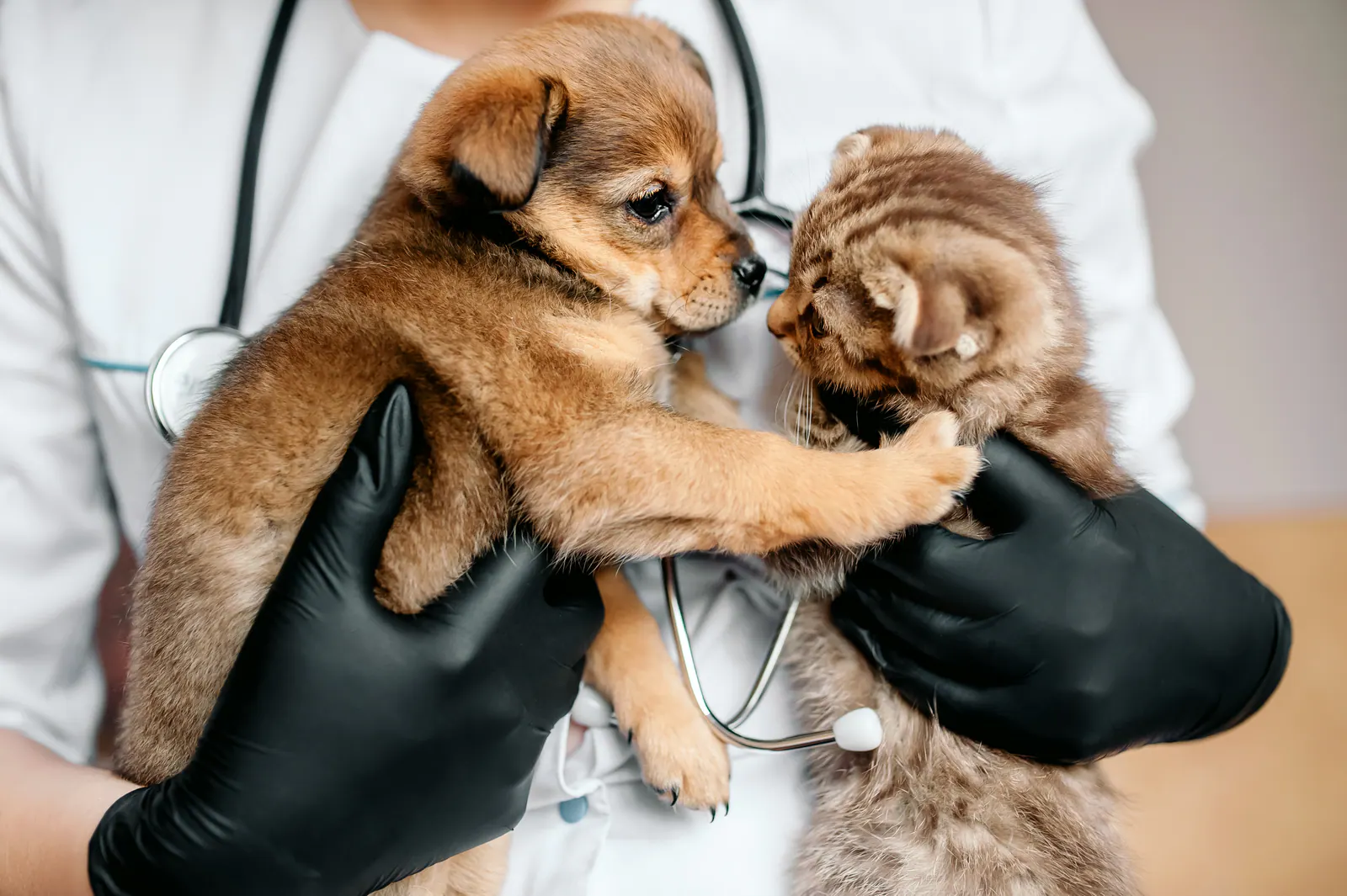 Microchipping